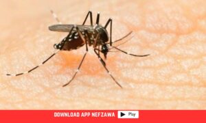 تشكيات-من-كثرة-الحشرات