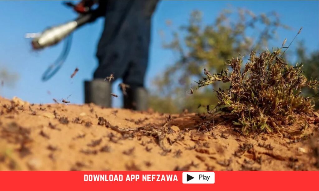 مداواة- الجراد -الصحراوي