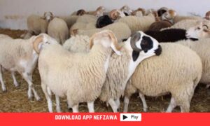 موعد-عيد-الاضحى