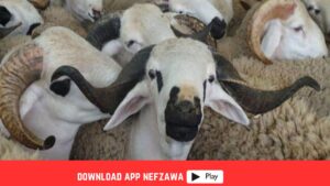 بمناسبة-عيد-الاضحى