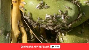 خلية-الارشاد-الفلاحي--رجيم-معتوق