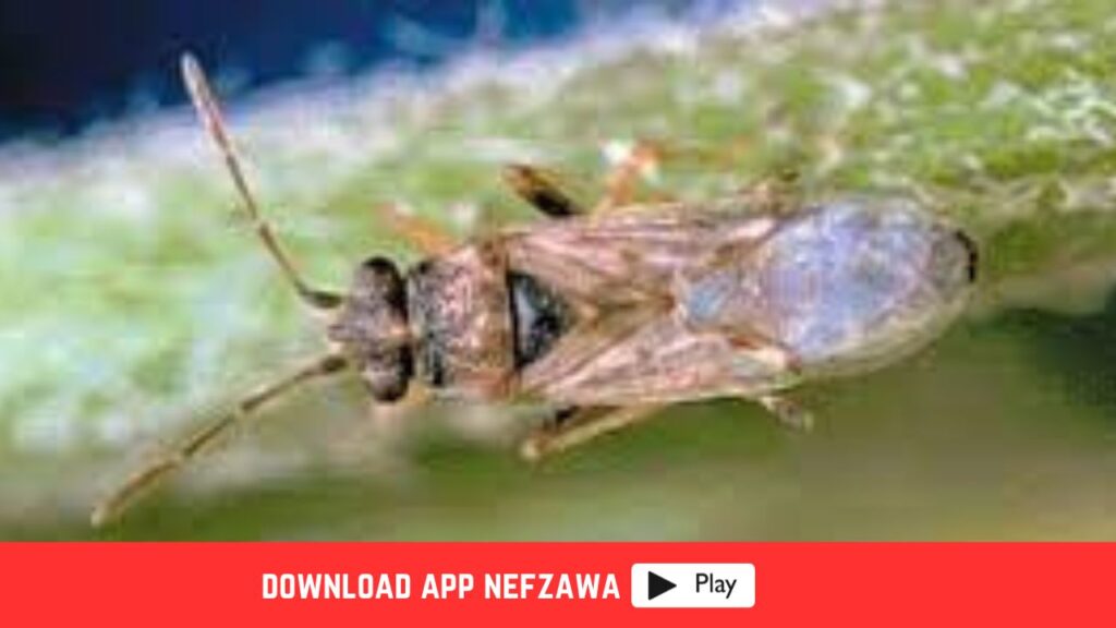 القطاع-الفلاحي