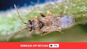 القطاع-الفلاحي