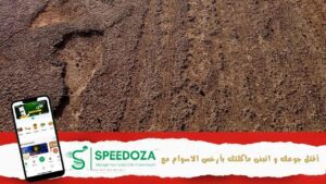 وضعية -الطرقات