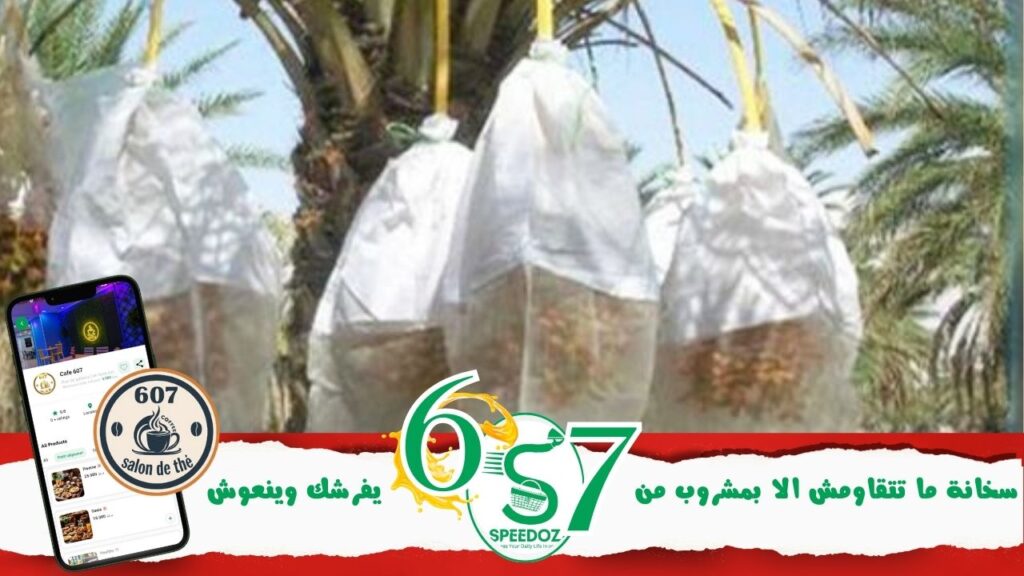 القطاع-الفلاحي-بقبلي