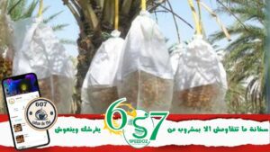 القطاع-الفلاحي-بقبلي