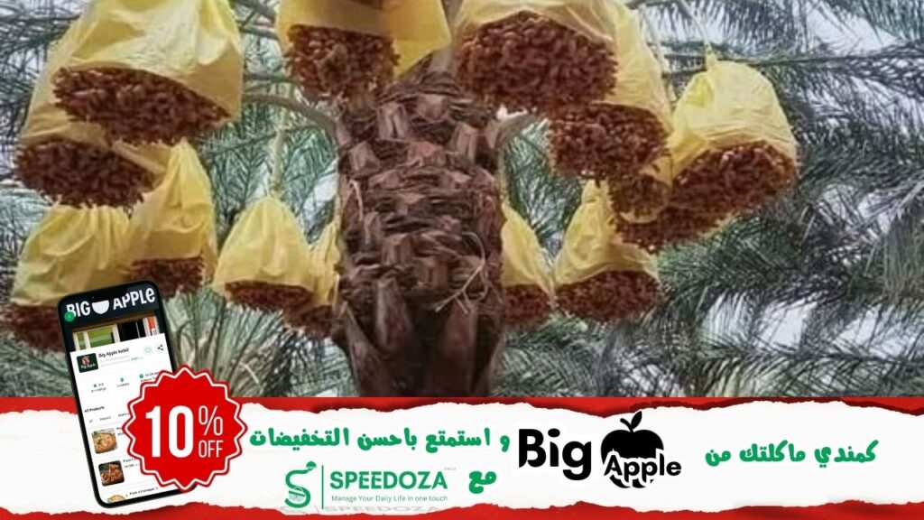 قطاع-التمور