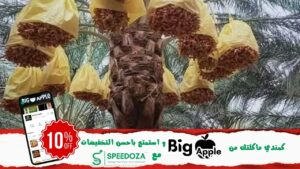 قطاع-التمور